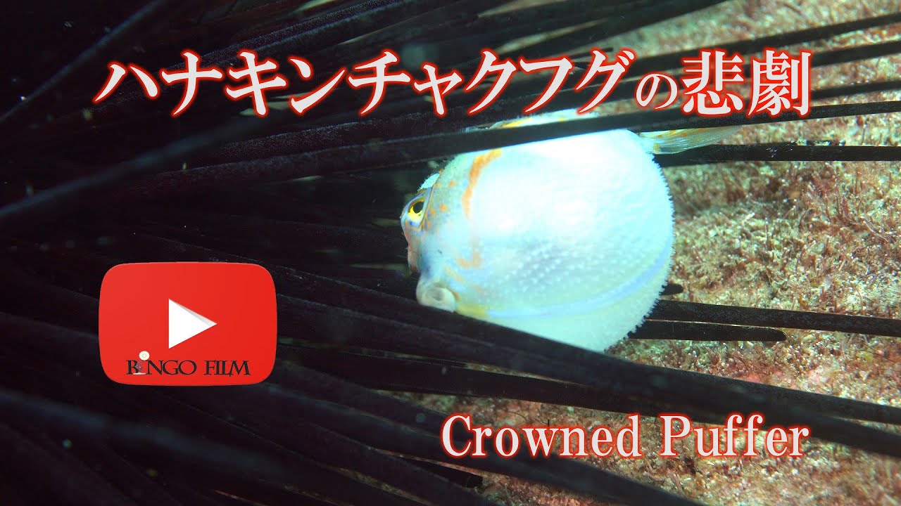 衝撃シーン ハナキンチャクフグの悲劇 Crown Toby Crowned Puffer Youtube