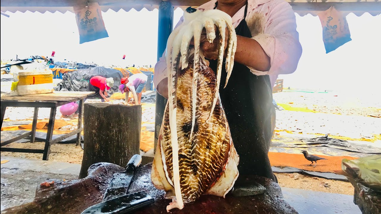 Cuttlefish And Squid Fish Cutting Skills | How To Clean Cuttlefish And ...