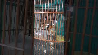 Murai Pastol Profek usia 5 bulan