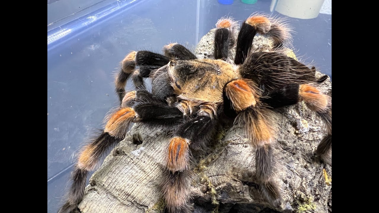 Brachypelma smithi, Mexican Red Knee  pairing and thoughts