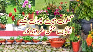 Gamly m poda kis trah shift kryn hindi/urdu|| گملے میں پودا کب اور کس   طرح لگائیں
