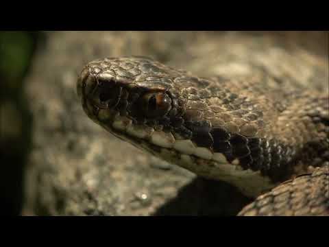 How do snakes Give Birth