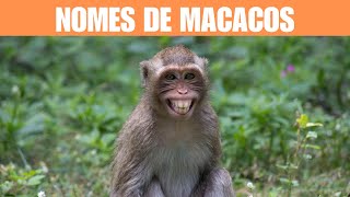 Melhores Nomes de Macacos 2024