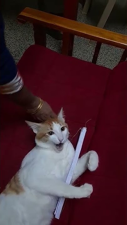 How Do Cats Eat Cake While Sleeping YouTube how-do-cats-eat-cake-while-sleeping-youtube