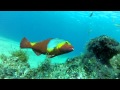 Diving Lanzarote 2013 HD