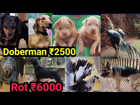 Doberman ā¹2500š„Rot 6000ā¤Dogs sale low price š„°Aseel|Pigeons sale|Aseel sale|Pets sale low price|D4ā¤Ma