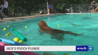 Dog days at Sylvania's Plummer pool