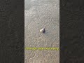The Mysterious Blue Shell Found on the Beach #facts#uniquefacts#animals#usa #shorts