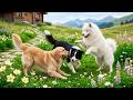 12 Hours of Dog Calming Music 🐾 Relaxing Dog Music 🎵 Help Create Peaceful Dog Music at Home