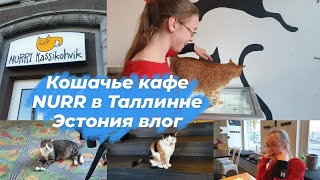 Эстония.Таллин.Кошачье кафе Nurri в центре Таллинна.Обзор Котокафе,знакомство с котами, цены.Влог