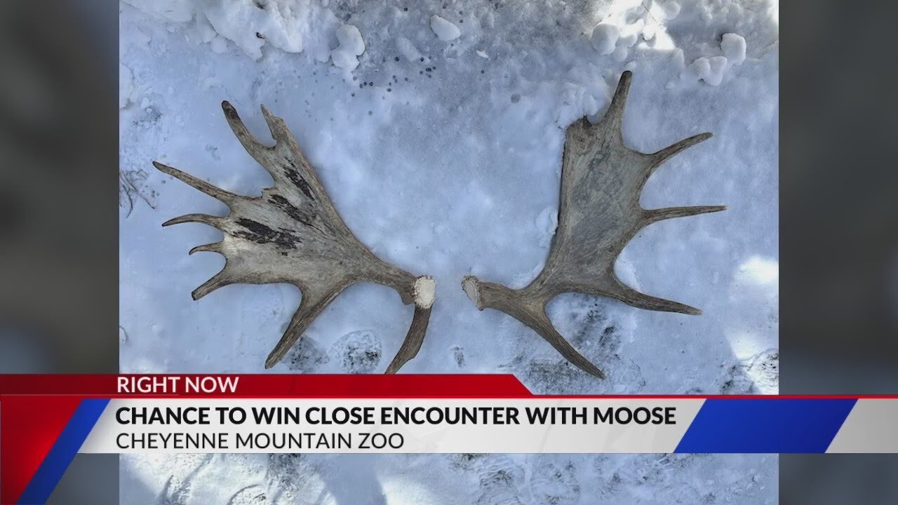 CMZoo offers chance to win close encounter with moose