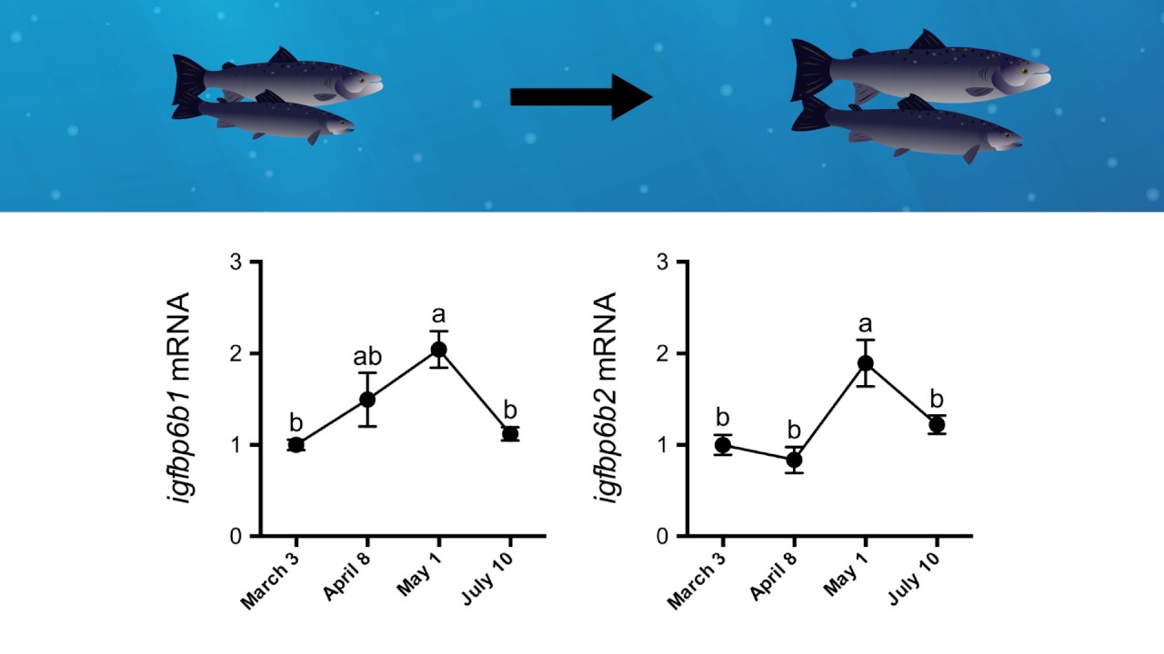 How Atlantic salmon prepare for life in seawater - YouTube
