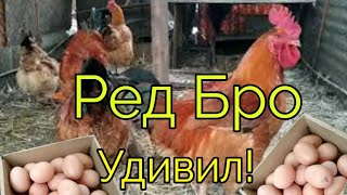 Чем кормлю? Куры Ред Бро. Цветной бройлер.Вкусное мясо! Оказалось, супер кросс !!!