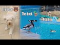 The Bear, 🐻 The Duck, 🦆 and The Pool 🌊