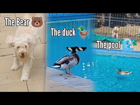 The Bear, 🐻 The Duck, 🦆 and The Pool 🌊