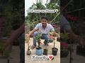 কী কী ফলের গাছ কিনলাম? #youtubeshorts #gardening #plants #shortvideo #shorts #greenplant #trending
