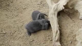 ちびうさちゃん2 2015 0922