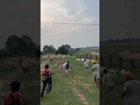 pagal prank #shorts #viralshorts #funny #viral