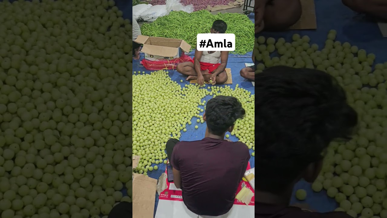 Best vegetable suppliers in mumbai| Amla export Quality 