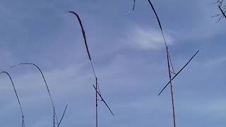 Kolecer jaman now pasir kuda pancawati bogor