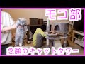 【猫との暮らし】キャットタワー作ったらモコちゃん大喜び！かわいいー！【モコ部】
