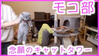 【猫との暮らし】キャットタワー作ったらモコちゃん大喜び！かわいいー！【モコ部】