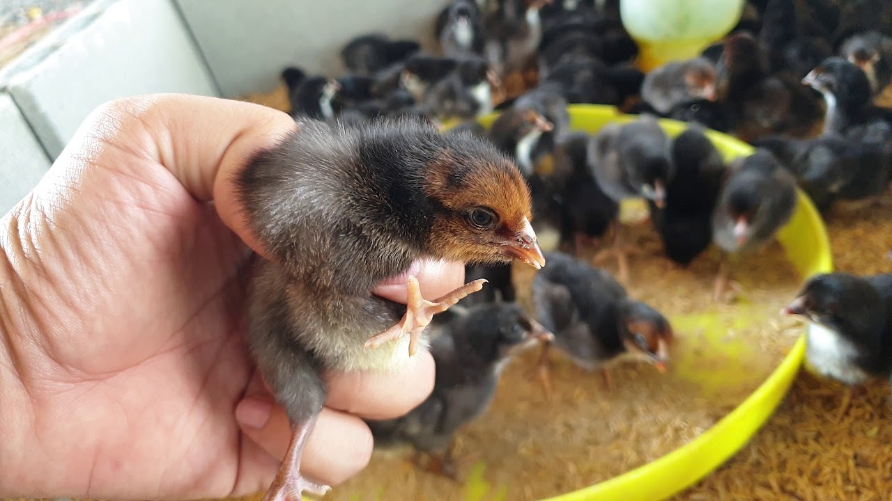 ลูกไก่สามสาย โทร 084-090-8713 , 084-090-8714