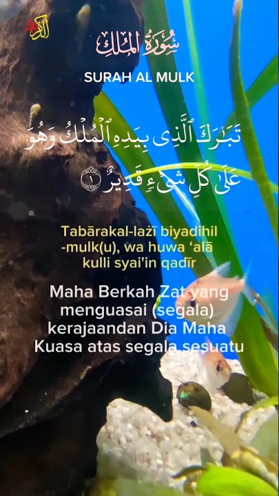 Surah Al Mulk Bacaan Merdu &Terjemahan #shorts #almulk