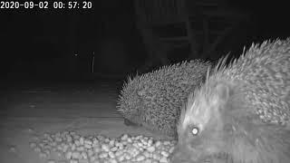Hedgehogs barking at each other over food.