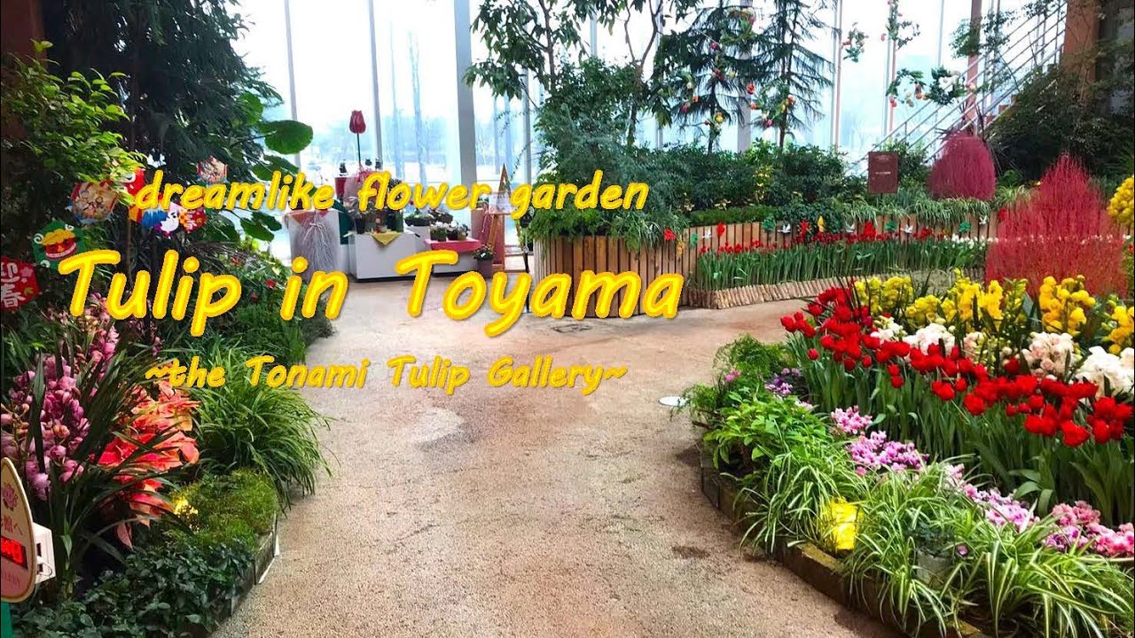 Tulip Gallery | Tonami | Toyama - YouTube