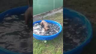 Meet Beef A Terrier American Staffordshire Currently Available For Adoption 11102021 80826 Am