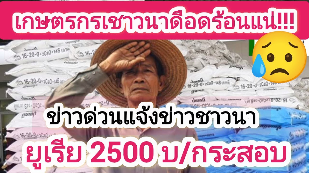 ชาวนาเจอแน่ปุ๋ยแพง #ปุ๋ยขี้ไก่อัดเม็ด #ชาวนา #พ่อใหญ่กานต์ #ราคาข้าว #ราคาน้ำมัน #ราคาปุ๋ยวันนี้ 