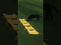 This is the golf dog content you need to see! #anwagolf #dog