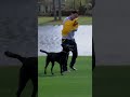 This is the golf dog content you need to see! #anwagolf #dog