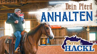 Wie halte ich mein Pferd an? | Bernd Hackl erklärt! 🐴