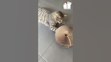 Magic Organ Cat Scratching Toy, Buy 1 Get 1 hanging mouse toy free(worth $14.99).