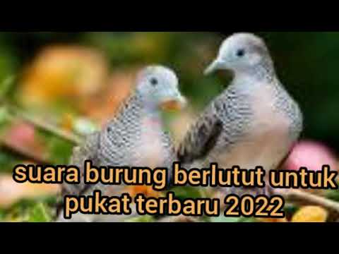 SUARA PIKAT BURUNG PERKUTUT TERBARU 2022