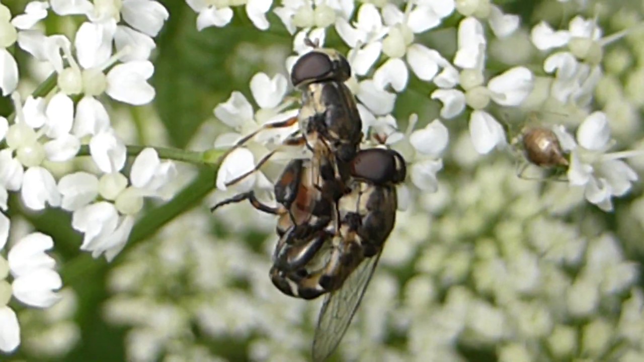 Hoverfly -  Mating pair - Syritta pipiens  - Sveifflugur - Blómflugur - Skordýr - Ástarleikur