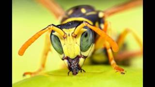 Amazing Insects/ Photography Slideshow
