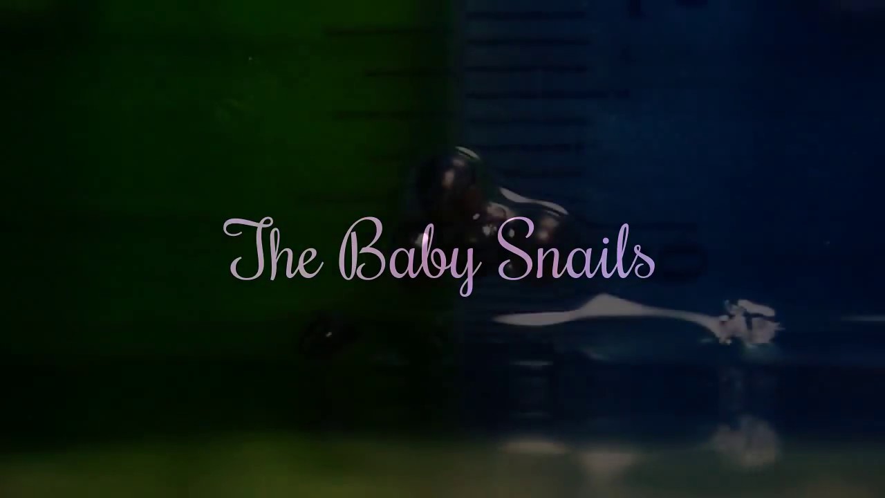 The 7 Day Baby Snail Grow Up Update