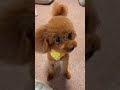 カットしてきてきてご機嫌わんこ　#トイプードル #shortvideo #toypoodle #shorts #short #subscribe #dog #shortsviral