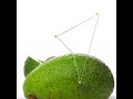 Facts that are important to know about the AVOCADO