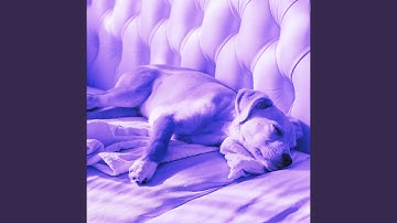 Pulsating Ambiance for Saturday Pups