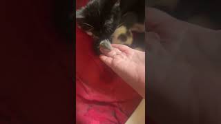 Cat Lover😺#love#catbreed#kitty#meowcat#shortvideo#catfancy#kittycat#funny#amazing#meow#cat#tiktok#yt