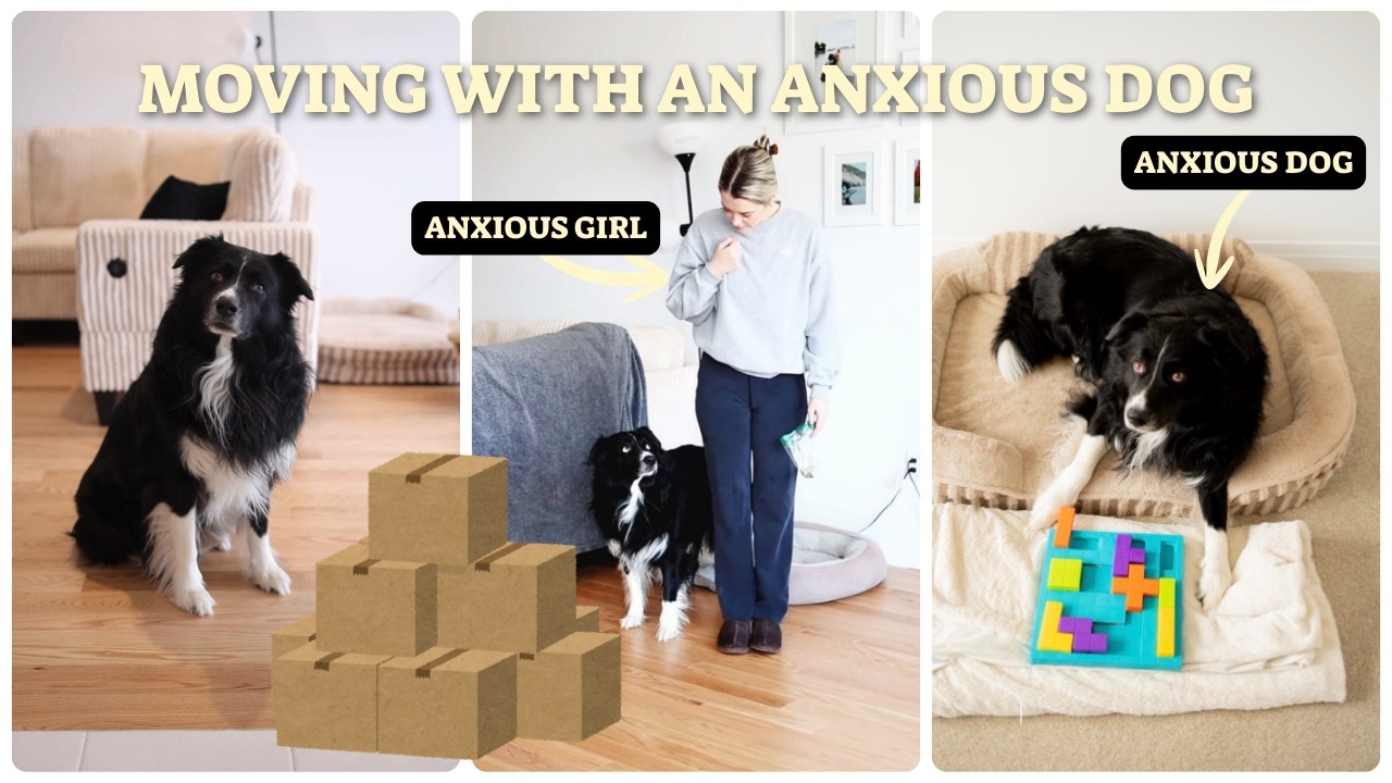 Everything you need to know about moving with an anxious dog I Moving vlog with my border collie
