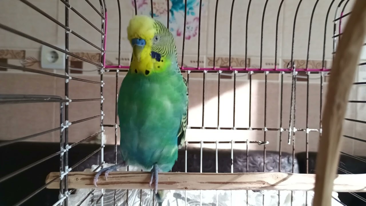 Muhabbet Kuşunuzun Yalnızlık Hissi Bitsin! Evdeki Sessizliği Bozan Neşeli Muhabbet Kuşu Sesleri! 🐦