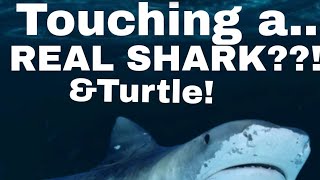 Touching a SHARK?! -Adventure Wealth