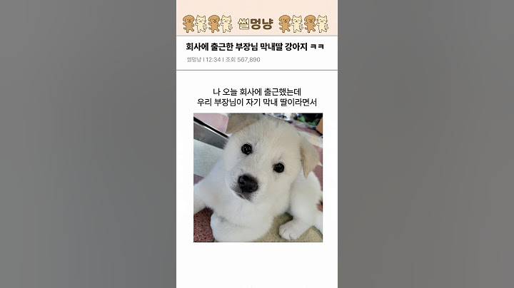 회사에 출근한 부장님 막내딸 강아지 ㅋㅋㅋㅋ