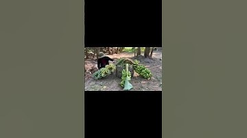 Techniques for Grafting Banana Tree Using Banana Fruit Get amazing results | Grafting Banana Tree