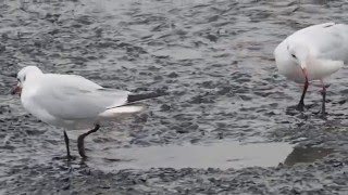 1041225東石魚塭放水清池紅嘴鷗揀拾剩餘魚蝦2